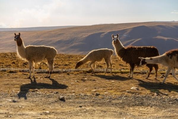 Feriado da Consciência Negra na Bolívia: La Paz + Copacabana com Lago Titicaca - 6 dias
